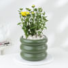 Gift Chrysanthemum Plant With Ceramic Green Planter
