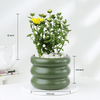 Shop Chrysanthemum Plant With Ceramic Green Planter