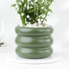 Buy Chrysanthemum Plant With Ceramic Green Planter