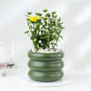 Chrysanthemum Plant With Ceramic Green Planter Online