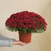 Chysantheme rouge