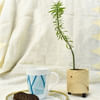 Circular Planter - Pine Wood Online