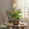 Shop Classic Black And Gold Striped Planter With Peace Lily