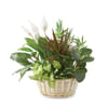 Classic Dish Garden Online