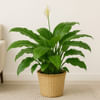 Classic Peace Lily Plant Online