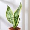 Buy Classic Snake Plant In Traditional Terracotta Pot