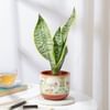 Classic Snake Plant In Traditional Terracotta Pot Online