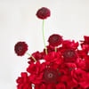 Buy Crimson 35 Roses & Gerberas Arrangement