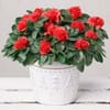 Crimson Eve Christmas Azalea Delight Online