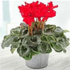 Cyclamen Potted Plant Online