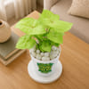 Gift Dad's Lively Syngonium with Self-Watering Planter