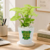 Buy Dad's Lively Syngonium with Self-Watering Planter