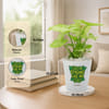 Shop Dad's Lively Syngonium with Self-Watering Planter