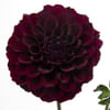 Dahlia Duke Duweno (Bunch of 10) Online