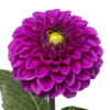 Dahlia Purple Fox (Bunch of 10) Online