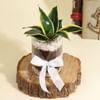 Buy Decorative Sansevieria Snake Plant in a Glass Planter