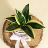 Shop Decorative Sansevieria Snake Plant in a Glass Planter
