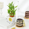 Shop Delectable Chocolate Jar Cake With Two-Layered Bamboo Plant