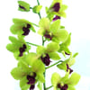 Dendrobium Green (Bunch of 20) Online