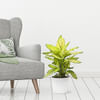Dieffenbachia Summer Style Online