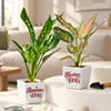 Diwali Blessings & Abundance Plant Gift - Set of 2