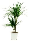 Dracaena