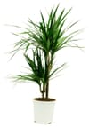 Dracaena