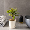 Gift Dracaena Coffee Plant
