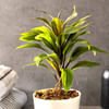 Buy Dracaena Coffee Plant