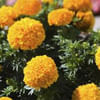 Dwarf Marigold (per Kg) Online