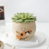 Buy Echeveria Spica Succulent with Guitar Buddy Pot