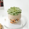 Shop Echeveria Spica Succulent with Guitar Buddy Pot