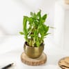 Buy Elegant Bamboo with Metalic Planter Gift