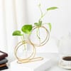 Gift Elegant Money Plant With Gold Metal Stand