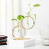 Buy Elegant Money Plant With Gold Metal Stand