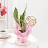 Gift Elegant Mother's Day Snake Plant Gift