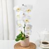 Buy Elegant Orchid In Coffee Planter