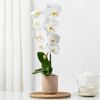 Elegant Orchid In Coffee Planter Online