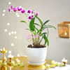 Gift Elegant Orchid Plant For Mother's Day