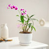 Buy Elegant Orchid Plant For Mother's Day