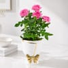Gift Elegant Roses and Red Velvet Roses Combo