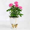 Buy Elegant Roses and Red Velvet Roses Combo