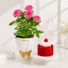 Elegant Roses and Red Velvet Roses Combo Online