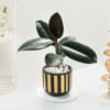 Gift Elegant Rubber Plant And Gold Strip Pot