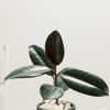Buy Elegant Rubber Plant And Gold Strip Pot