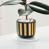 Shop Elegant Rubber Plant And Gold Strip Pot