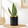 Gift Elegant Snake Plant In Black And Gold Pot