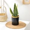 Buy Elegant Snake Plant In Black And Gold Pot