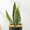 Shop Elegant Snake Plant In Black And Gold Pot