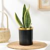 Elegant Snake Plant In Black And Gold Pot Elegant Snake Plant In Black And Gold Pot